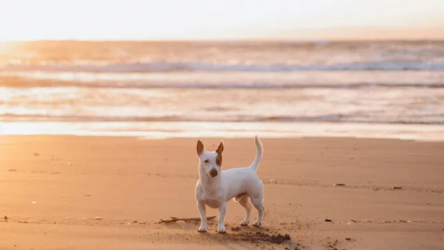 A white dog stands on a sandy beach by the waves at sunset, gazing toward the sea.